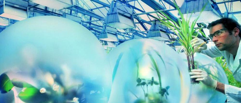 Agrar-Forschung bei Bayer. Hier die Untersuchung von Soja und Mais Pflanzen in einem Gewächshaus.