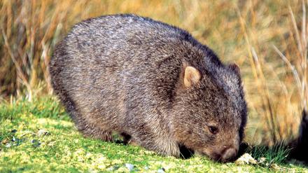 Einen Wombat wie diesen hat in Australien ein Mann durch Steinwürfe getötet. Ein anderer filmte ihn dabei. 