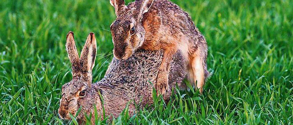 Passend zur Kopulation gleich den Eisprung auslösen: Der Überlebensvorteil für Säugetiere, den Orgasmus zu entwickeln.