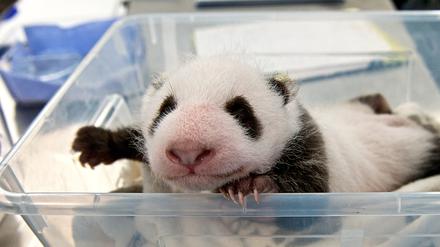 Eindeutig ein Panda! Eines der beiden Jungtiere beim Wiegen im Berliner Zoo. 