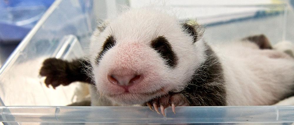 Eindeutig ein Panda! Eines der beiden Jungtiere beim Wiegen im Berliner Zoo. 