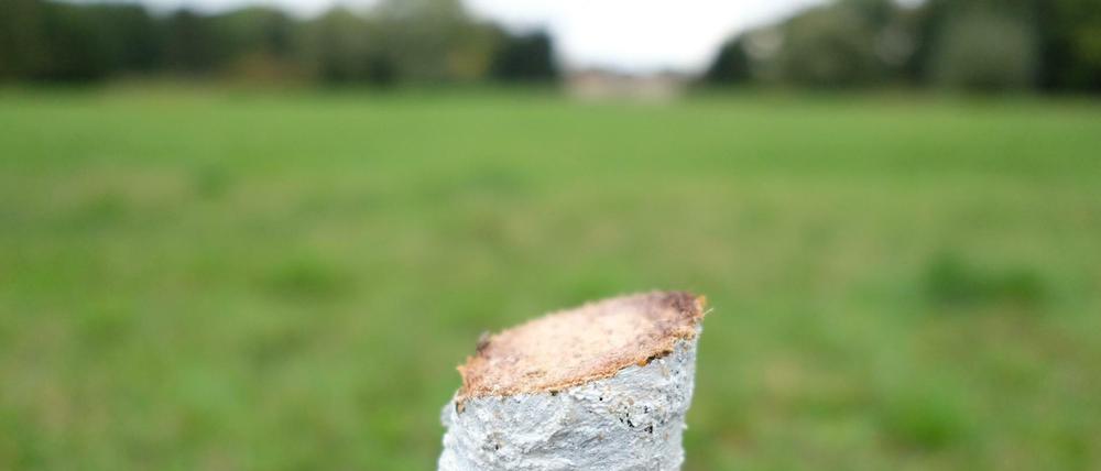 Der Stumpf einer deutschen Eiche im Schwanenteichpark in Zwickau.