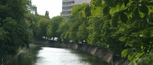 Viele Berliner Stadtbäume sind durch die lange Trockenheit so geschwächt, dass sie gefällt werden müssen.