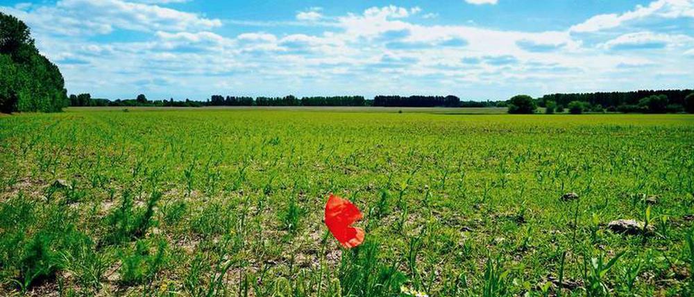 Noch Wiese. Die Elisabeth-Aue verursacht Streit in der SPD.