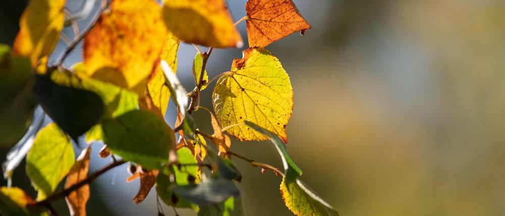Die Sonne kommt am Wochenende nochmal raus und lässt die herbstlichen Blätter leuchten.