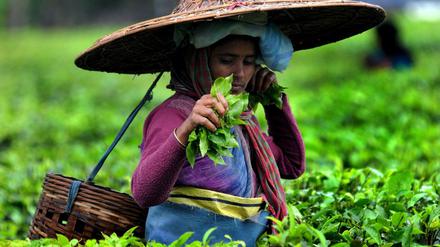 Eine Teepflückerin mit traditioneller Kopfbedeckung arbeitet auf einer Teeplantage im indischen Bundesstaat Assam.