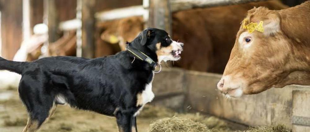 Lefzen hoch! Ein Hund, eine Kuh, und die Rebellion der Literatur.