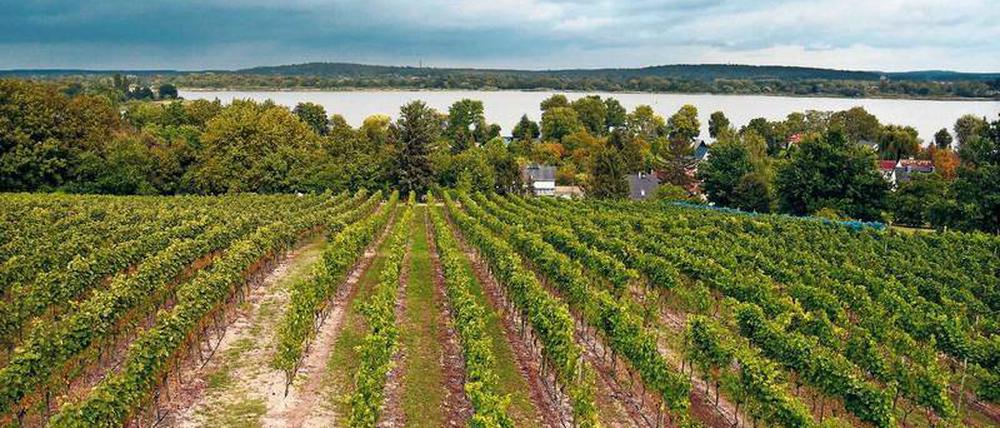 Wo der Wein wächst. Auf dem Wachtelberg gedeihen die Reben. 