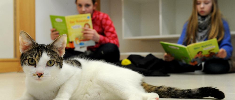 Kinder lesen Katzen vor ist ein bundesweites Projekt – hier lesen die Schülerinnen Saskia und Lily im Bremer Tierheim.