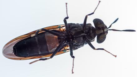 Eine ausgewachsene Schwarze Soldatenfliege.