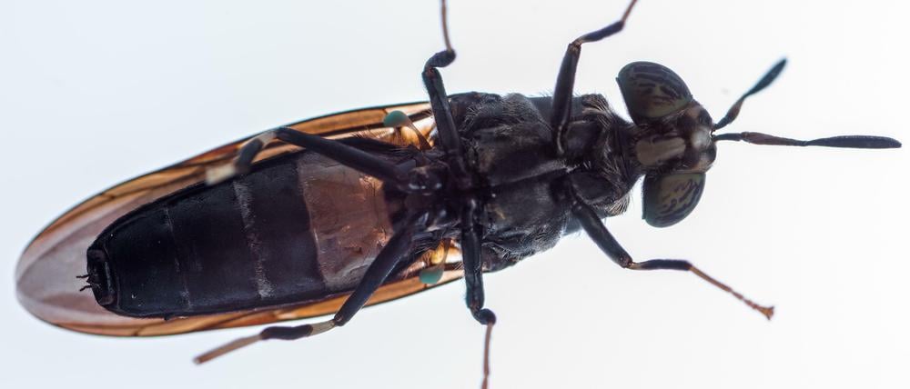 Eine ausgewachsene Schwarze Soldatenfliege.