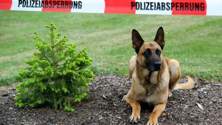 Auch ein Malinois. Dieser Hund war im Dienst der Brandenburger Polizei. 