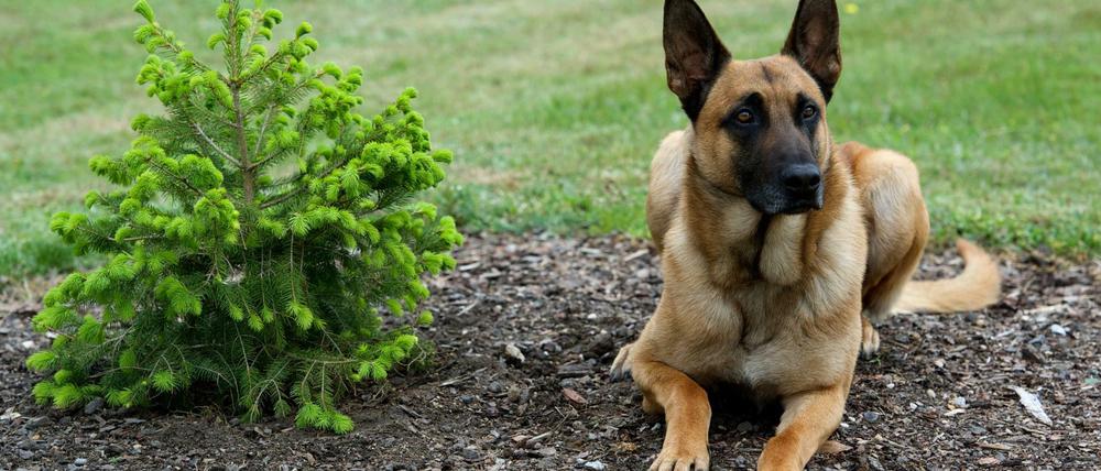Auch ein Malinois. Dieser Hund war im Dienst der Brandenburger Polizei. 