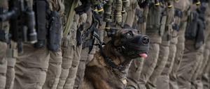 Der belgische Schäferhund "Whisky" ist im Dienst des Spezialeinsatzkommandos (SEK) der Polizei Frankfurt am Main (Hessen). 