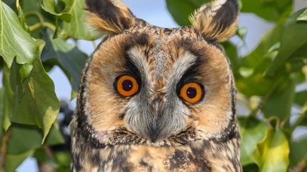 "Augen auf" - die Eule wäre ein gutes Wappentier für wachsame Jungunternehmer.