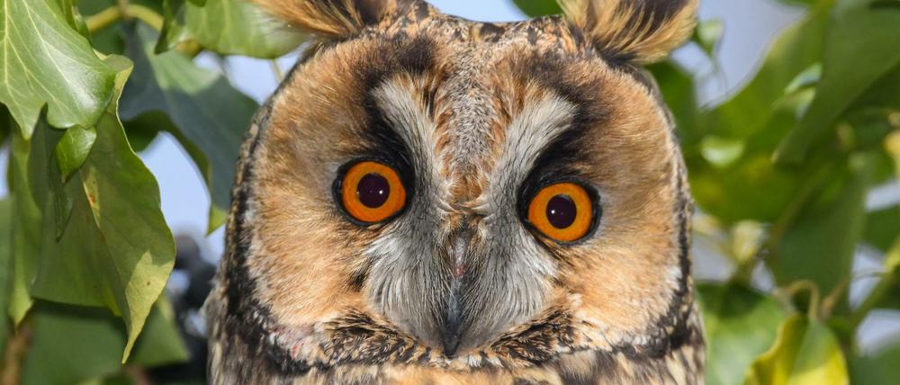 "Augen auf" - die Eule wäre ein gutes Wappentier für wachsame Jungunternehmer.