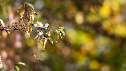 Vögel beobachten ist Dichtertradition. Hier eine Blaumeise.