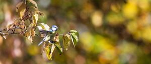 Vögel beobachten ist Dichtertradition. Hier eine Blaumeise.