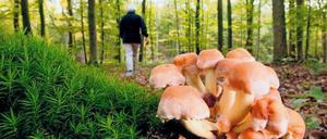 Man darf übrigens nicht unbegrenzt sammeln. Erlaubt sind zwei Kilogramm pro Person.