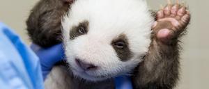 Hände hoch. Ein Pandababy im Zoo Berlin.