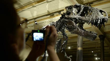 Das  Naturkundemuseum mit seinen Dinosaurierknochen wird zentraler Anlaufpunkt der Berlin Science Week.