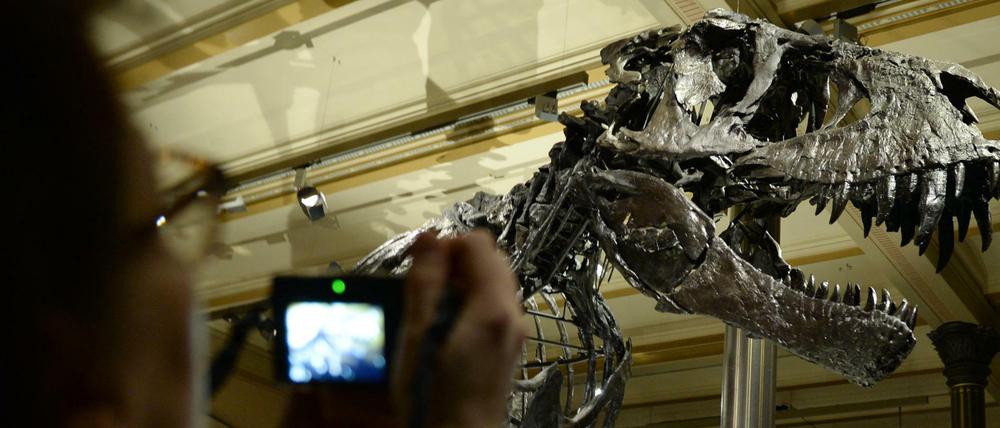 Das Naturkundemuseum mit seinen Dinosaurierknochen wird zentraler Anlaufpunkt der Berlin Science Week.