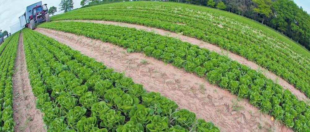 Ökosystemfehler. Biologisch-dynamische Landwirtschaft hat Vorteile, etwa den geringeren Einsatz umweltschädlicher Spritzmittel. Zu weniger Emissionen klimaschädlicher Treibhausgase führt das aber nicht automatisch, zeigen Untersuchungen.