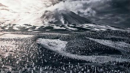 Ornament der Pinguine. Sebastião Salgados Fotografie entstammt den Großprojekt "Genesis".