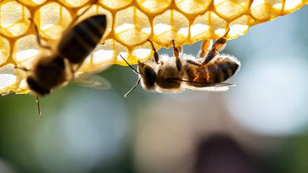 Neonikotinoide gelten als „Bienen-Killer“.