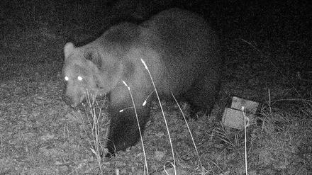 Das Foto einer Wildtierkamera zeigt einen Braunbären.