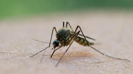 Das West-Nil-Virus kann unter anderem durch Mücken übertragen werden. 