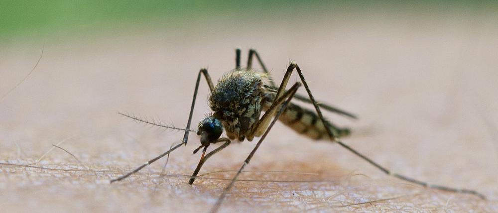 Das West-Nil-Virus kann unter anderem durch Mücken übertragen werden.