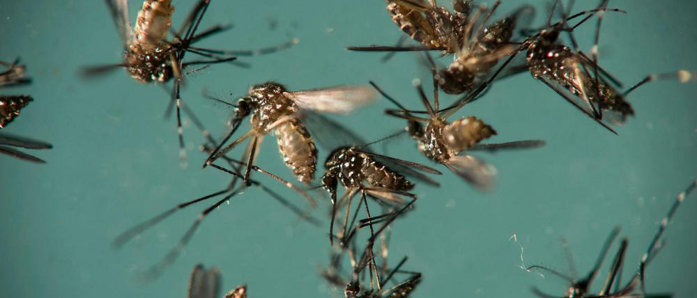Gelbfiebermücken (Aedes aegypti) in einer Petrischale. Die Insekten können den Zika-Virus übertragen.