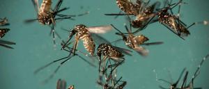Gelbfiebermücken (Aedes aegypti) in einer Petrischale. Die Insekten können den Zika-Virus übertragen.