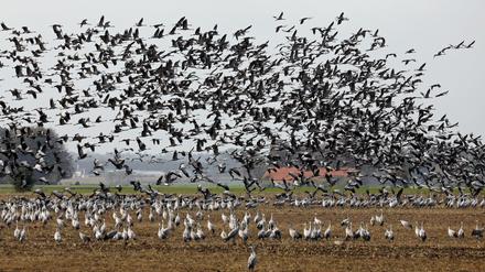 Auf den Äckern in Vorpommern sammeln sich Tausende Kraniche, um sich vor dem Weiterflug in die Winterquartiere auf den Feldern Energiereserven anzufuttern.