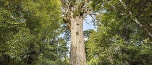 Dickes Ding. Der Kauribaum „Tane Mahuta“ ist mehr als 50 Meter hoch und Jahrtausende alt.