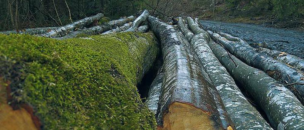 Gefälltes Holz gilt in Rumänien als wertvolle Ware. 90 000 Kubikmeter 2018 wurden allein in Maramures illegal abgeholzt.