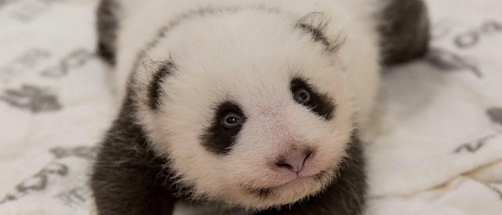 Hallo Welt: Die Pandababys sind mittlerweile deutlich aktiver.