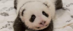 Hallo Welt: Die Pandababys sind mittlerweile deutlich aktiver.