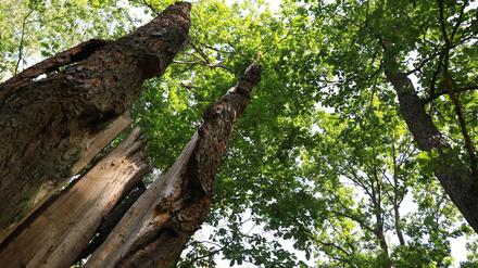 Eichen im Trockenstress: Diese Eichen im Grunewald haben unter den Dürren der vergangenen Sommer gelitten.