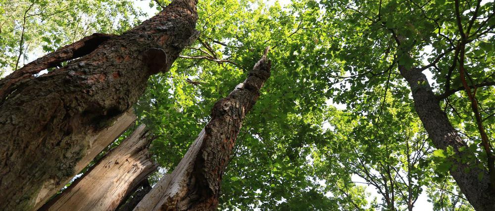 Eichen im Trockenstress: Diese Eichen im Grunewald haben unter den Dürren der vergangenen Sommer gelitten.
