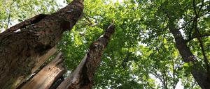 Eichen im Trockenstress: Diese Eichen im Grunewald haben unter den Dürren der vergangenen Sommer gelitten.