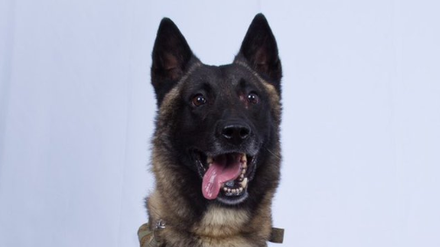 Gelobt vom Präsidenten: Ein US-Armeehund