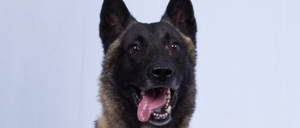 Gelobt vom Präsidenten: Ein US-Armeehund