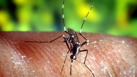 Eine Stechmücke "Anopheles quadrimaculatus", die Malaria übertragen kann.