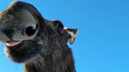 Großer Lacher. Bei den Elchen im Moose Garden hat man das Gefühl, sie grinsen einen an.