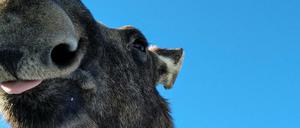 Großer Lacher. Bei den Elchen im Moose Garden hat man das Gefühl, sie grinsen einen an.