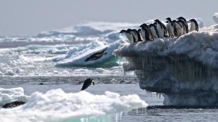 Im Meer vor der Antarktis leben unter anderem Wale, Seehunde und Pinguine.