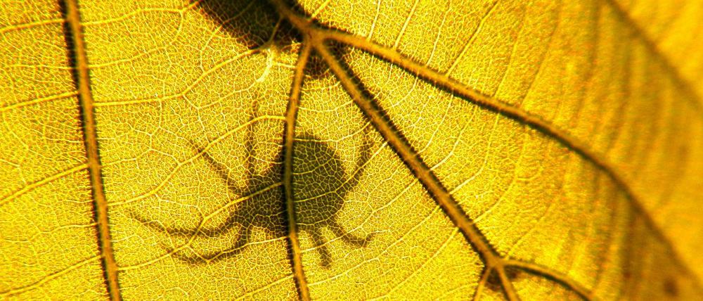 An einigen Orten in Deutschland sind die Populationen von Insekten, Spinnen und Tausendfüßern so stark zurückgegangen, dass sie nur noch ein Schatten ihrer selbst sind, messen Forscher.
