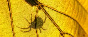 An einigen Orten in Deutschland sind die Populationen von Insekten, Spinnen und Tausendfüßern so stark zurückgegangen, dass sie nur noch ein Schatten ihrer selbst sind, messen Forscher.